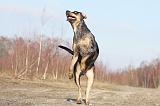 CATAHOULA 012